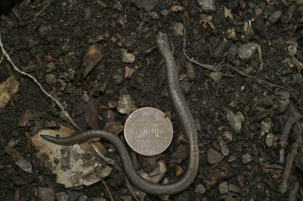 Quels sont les critères pour choisir entre un moniteur QLED et OLED pour l'étalonnage des couleurs en cinématographie?
